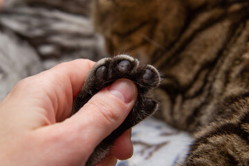 cat paw in human hand