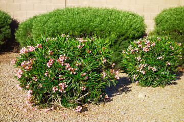 Arizona xeriscaped landscape with drought tolerant dwarf pink oleander or Nerium Petite Oleander with light pink flowers as a part of an informal hedge 