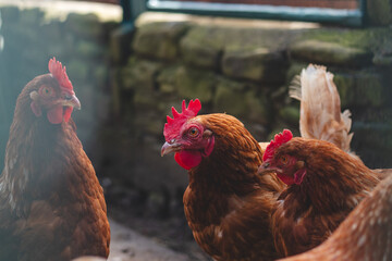 Domestic chicken with brown and white feathers running around the yard in the free range. Organic chickens. Homegrown eggs. Funny expression
