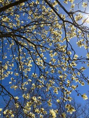 magnolia blooms in spring against blue sky