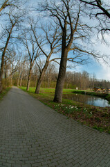 Summer in a landscape park...Trees and bushes in green clothes.