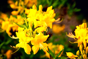 Fototapeta premium yellow flower