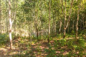 Rubber tree plantation near Luang Namtha town, Laos