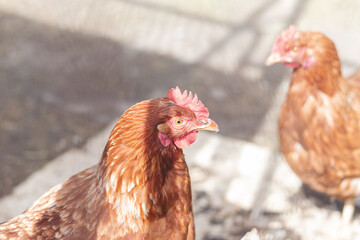 Domestic chicken with brown and white feathers running around the yard in the free range. Organic chickens. Homegrown eggs. Funny expression