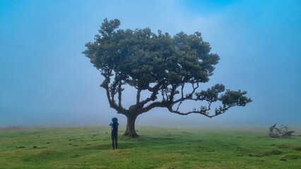 Hiker man with baby carrier at old evergreen laurel trees (Ocotea foetens) in mystical fog in...