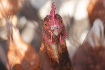 Domestic chicken with brown and white feathers running around the yard in the free range. Organic chickens. Homegrown eggs. Funny expression