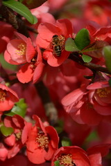 Pink Japanese quince flowers and a bee on them