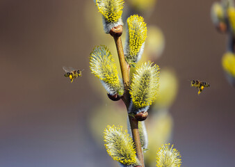 two small honey bees circle and collect nectar from fluffy willow branches in a sunny spring Easter garden