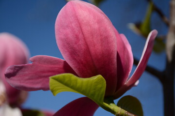Pink magnolia flower with large petals against a blue sky