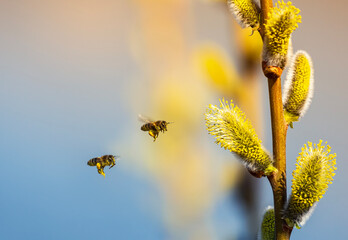two small honey bees circle and collect nectar from fluffy willow branches in a sunny spring garden - 787465087