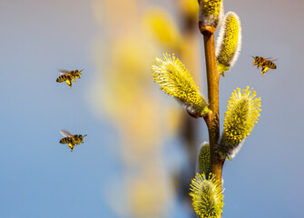 a swarm of small honey bees circle and collect nectar from fluffy willow branches in a sunny spring garden