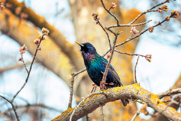 migratory bird black starling sitting on a branch in the spring garden - 787465273