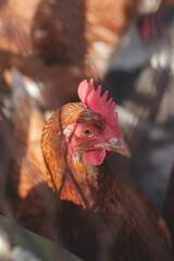 Domestic chicken with brown and white feathers running around the yard in the free range. Organic chickens. Homegrown eggs. Funny expression