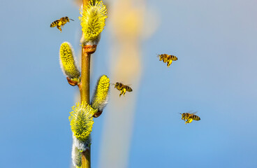 a swarm of small honey bees circle and collect nectar from fluffy willow branches in a sunny spring garden - 787465810