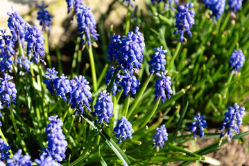 Fototapeta premium Szafirek niebieski