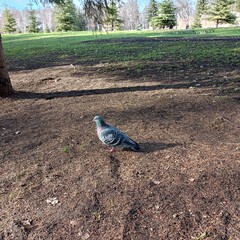 pigeon in the park