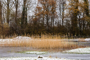 snow-covered reeds in a snowy landscape with trees and small lakes covered with ice