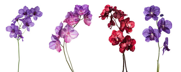 Collection of single stem of vanda orchid flowers cutout png isolated on white or transparent background