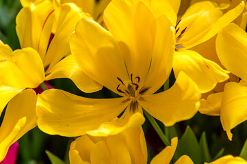 Obraz na płótnie Canvas beautiful yellow tulips opened heads close-up view