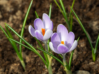 Delicate white and purple crocuses with yellow stamens and young green leaves grew from the ground. Close-up. Floral spring sunny background.
