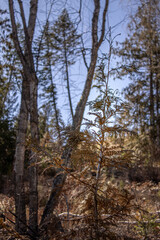 A Spindly Rocky Mountain Juniper (Juniperus scopulorum) Tree in a Clear Cut Area in the Okanagan, BC, Canada