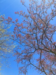 spring trees in the sky
