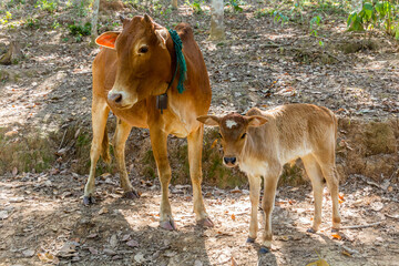 Cow with a calf near Luang Namtha town, Laos