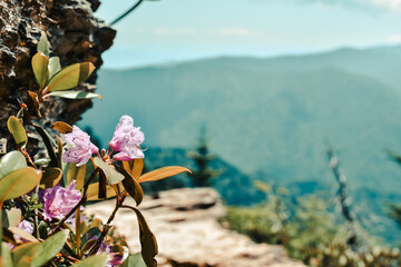 Purple rhododendron flowers in the mountains