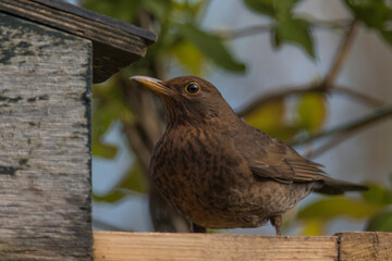 Aufnahme einer Amsel am Futterhaus.