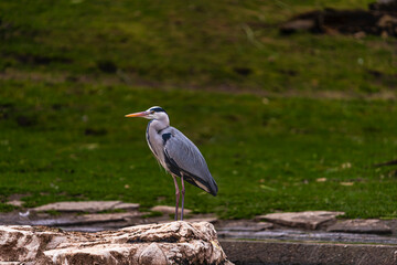 photographs of gray herons next to the water in nature