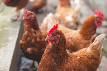 Domestic chicken with brown and white feathers running around the yard in the free range. Organic chickens. Homegrown eggs. Funny expression
