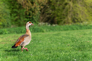 An adult male Nile or Egyptian goose (Alopochen aegyptiaca) walks in the morning along a freshly mown field along the forest - 787470870