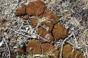 lichen on the rock