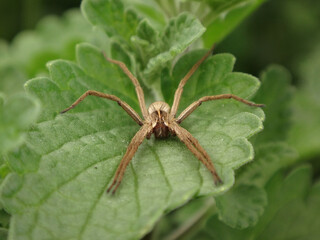 European nursery web spider (Pisaura mirabilis), female on a catmint leaf