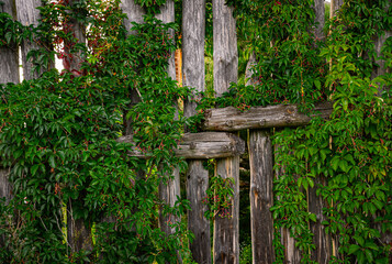 Fototapeta na wymiar Old weathered wooden fence overgrown with wild grapes
