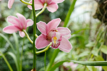 Beautiful blooming orchids of different colors