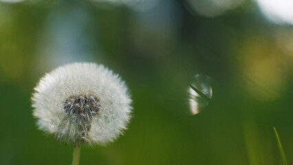 Dandelion on a green background with sun rays. Blooming white dandelion. Fluffy flower