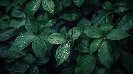 Fotobehang A moody and atmospheric photo capturing water drops on green leaves after a rain, set against a dark forest background © Chingiz