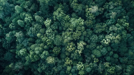 Foto op Plexiglas An aerial top view capturing the dense and vibrant green canopy of a forest, highlighting the concept of rainforest ecosystem and healthy environment © Chingiz