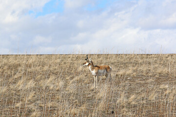 Pronghorn antelope on Antelope Island, Utah