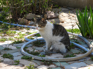 cat
