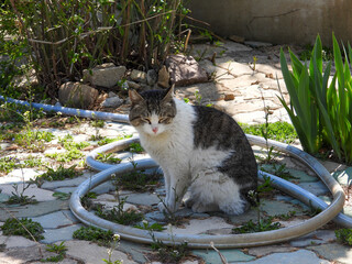 cat
