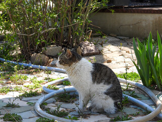 cat
