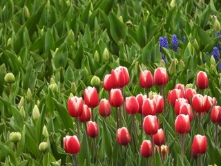 tulip
