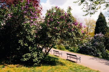 Blooming lilacs in a sunny park in Prague, benches stand in the shade of trees