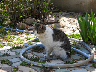 cat
