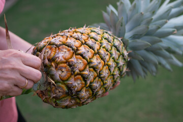 Hand peeling back a leaf from a ripe pineapple