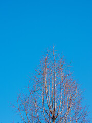 tree