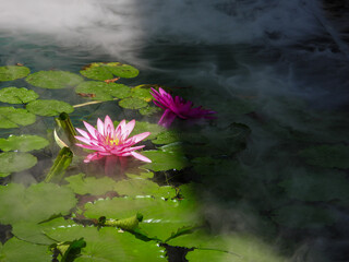  lotus