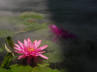  lotus